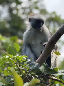 Tanzania